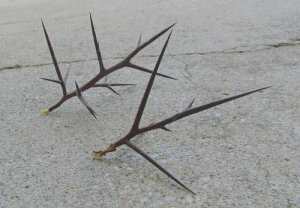 caltrop thorn